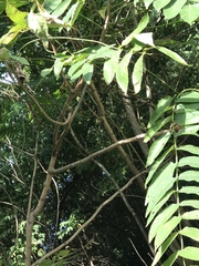 Ailanthus altissima