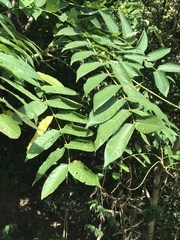 Ailanthus altissima