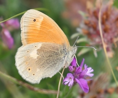 Coenonympha rhodopensis