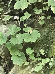 Heuchera missouriensis
