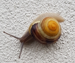 Cepaea hortensis