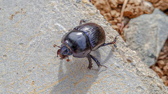 Anoplotrupes stercorosus