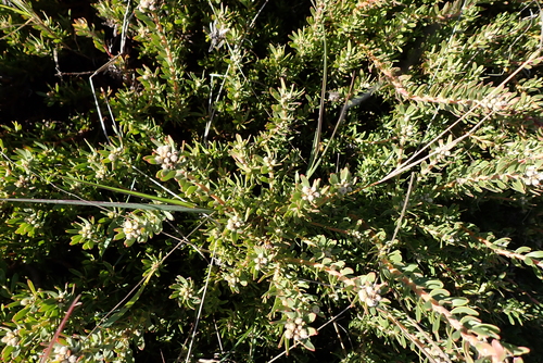Eastern Pincushion (Leucospermum royenifolium)