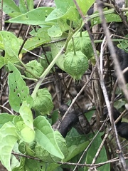 Physalis longifolia