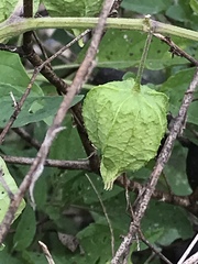 Physalis longifolia