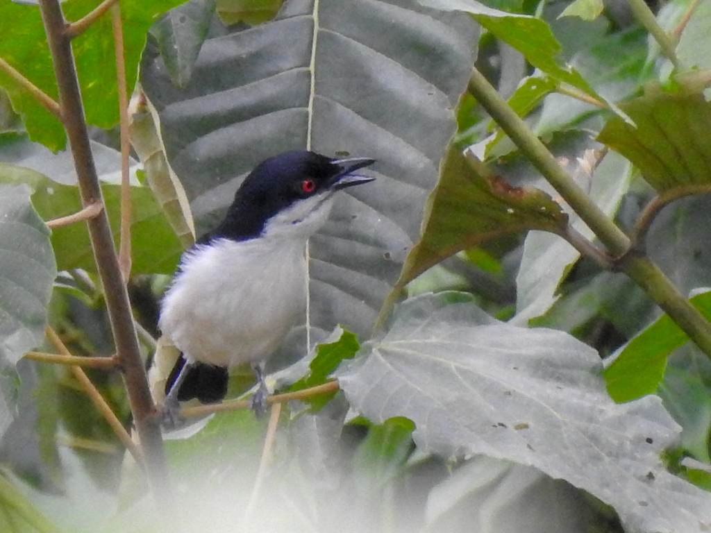 Red-eyed Puffback photo