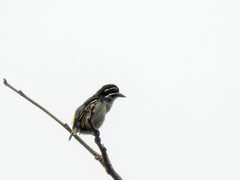 Pogoniulus subsulphureus