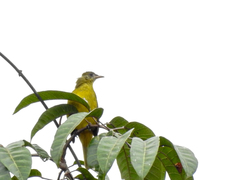 Calyptocichla serinus