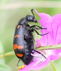 Hycleus polymorphus