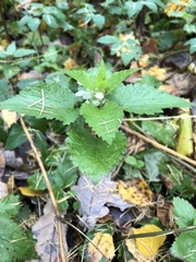 Lamium album