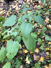 Solanum dulcamara