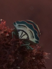 Sphaerocoris annulus