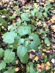Solanum dulcamara