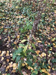 Solidago virgaurea
