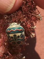 Sphaerocoris annulus