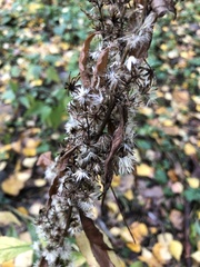 Solidago virgaurea
