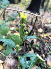 Solidago virgaurea