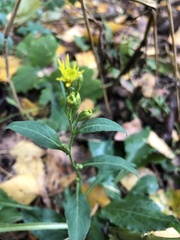 Solidago virgaurea