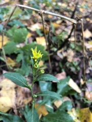 Solidago virgaurea