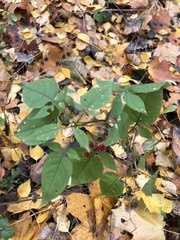 Solanum dulcamara