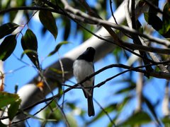 Myiagra cyanoleuca