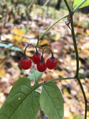 Solanum dulcamara