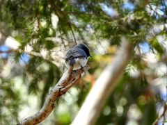 Myiagra cyanoleuca