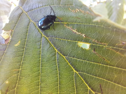 Alder Leaf Beetle