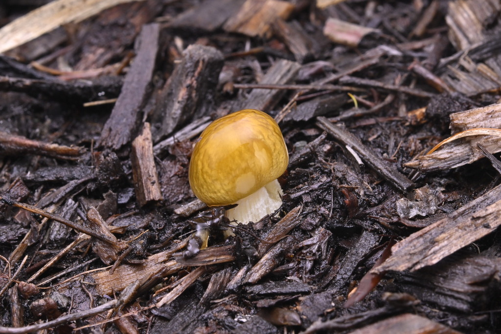 Bolbitius titubans · June 2025 · photo: © invertebratist (iNaturalist, cc-by-nc)