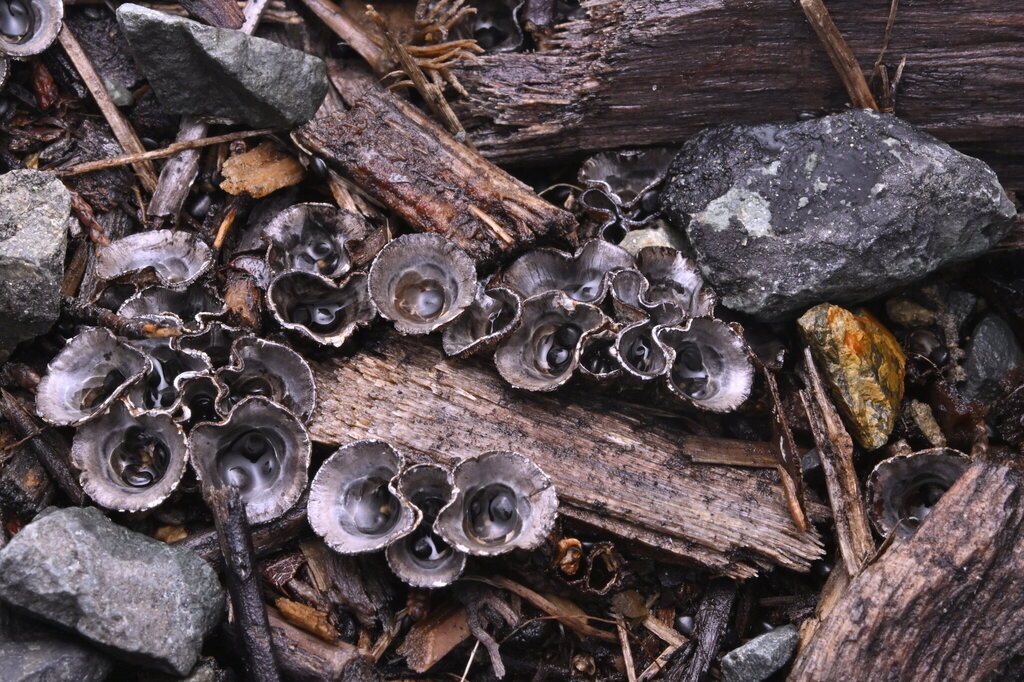 Cyathus olla · June 2025 · photo: © invertebratist (iNaturalist, cc-by-nc)