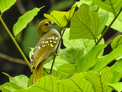 Nicator chloris