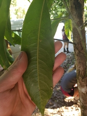 Endiandra microneura