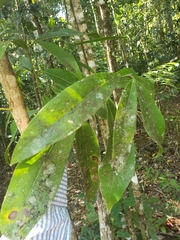 Endiandra microneura