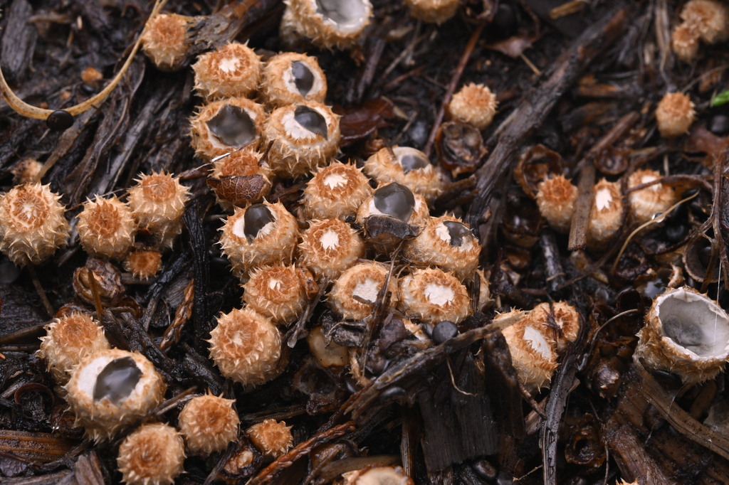 Cyathus olla · June 2025 · photo: © invertebratist (iNaturalist, cc-by-nc)
