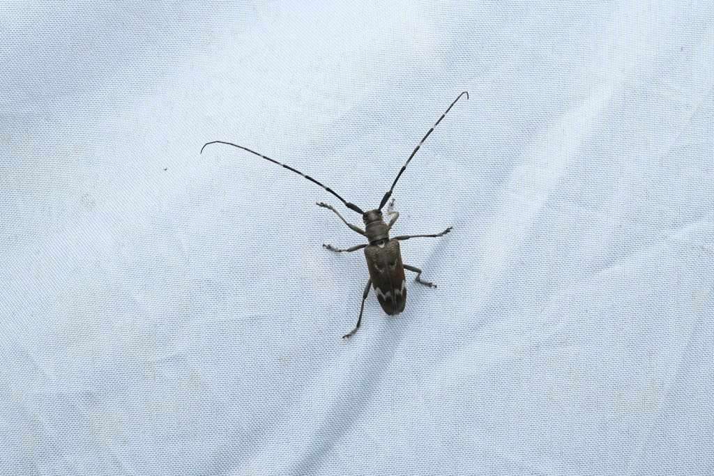 Blepephaeus infelix from 中国浙江省绍兴市新昌县 on July 1, 2025 at 09:24 PM by Yan ...
