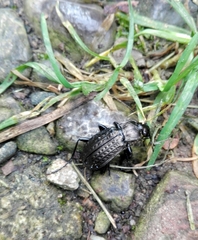 Carabus granulatus interstitialis