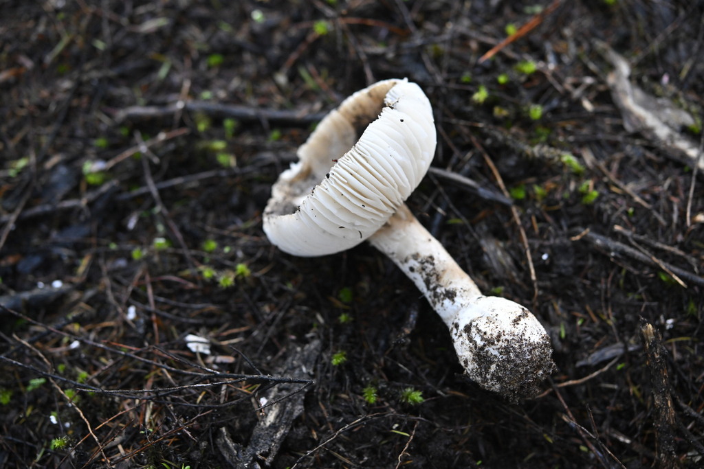 Amanita taiepa · June 2025 · photo: © invertebratist (iNaturalist, cc-by-nc)