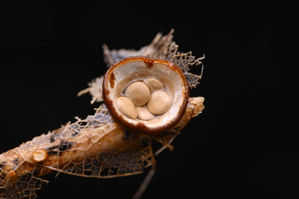 Crucibulum simile · June 2025 · photo: © invertebratist (iNaturalist, cc-by-nc)