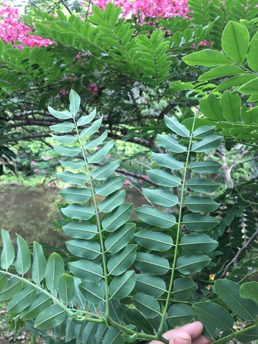 Cassia javanica