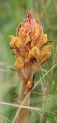 Orobanche gracilis