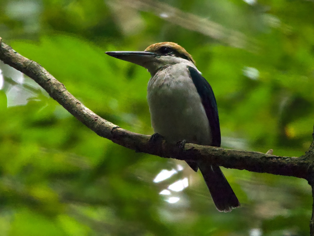 Palau Kingfisher (Todiramphus pelewensis) photo