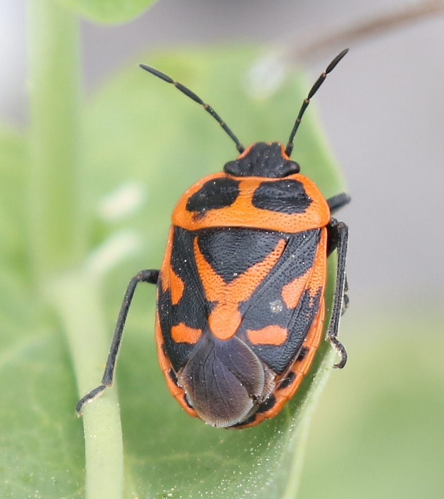 Eurydema fieberi