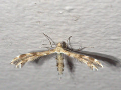 Trichoptilus ceramodes