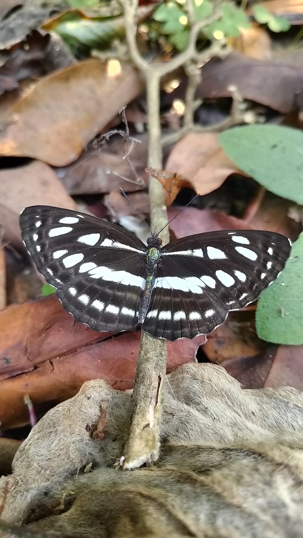 Common Sailer