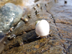 Pleated Nerite