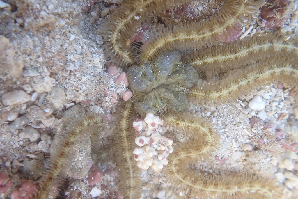 Macrophiothrix lorioli