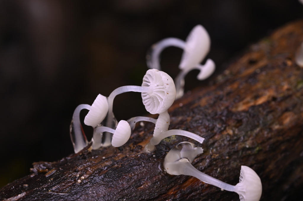 Roridomyces austrororidus · June 2025 · photo: © invertebratist (iNaturalist, cc-by-nc)