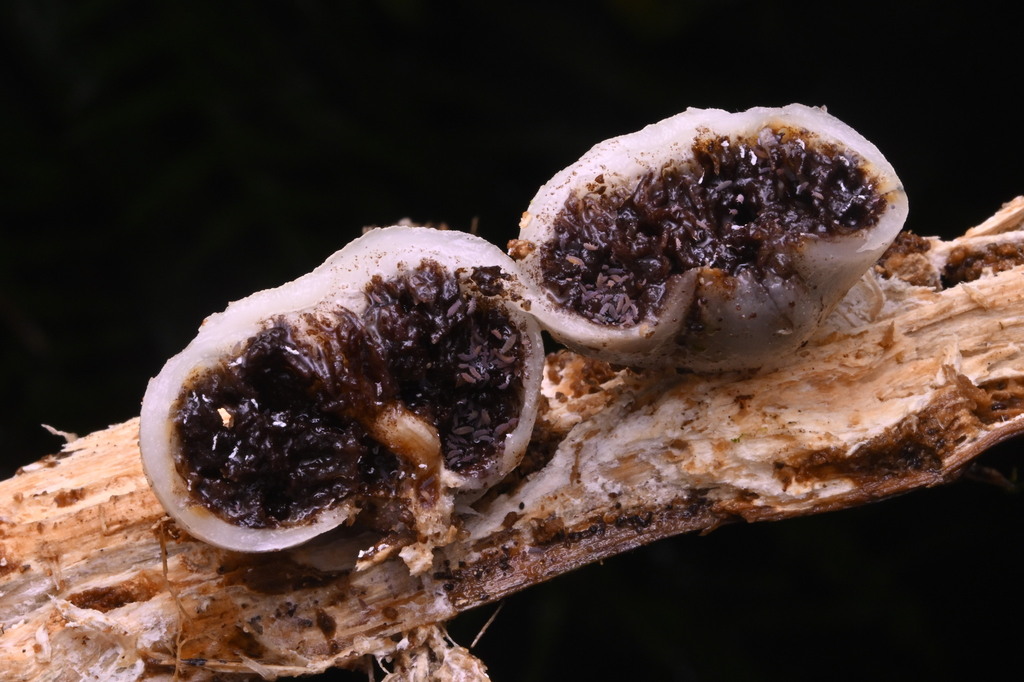 Psilocybe weraroa · June 2025 · photo: © invertebratist (iNaturalist, cc-by-nc)