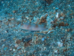 Amblyeleotris steinitzi