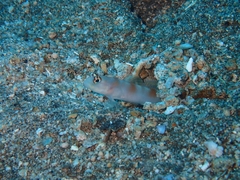 Amblyeleotris steinitzi